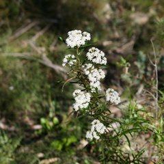 Ozothamnus ferrugineus