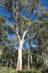 Eucalyptus pauciflora