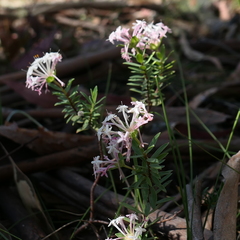 Pimelea alpina