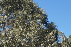 Eucalyptus pauciflora