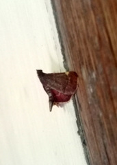 Hypsopygia marthalis