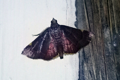 Hypsopygia marthalis