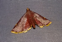 Hypsopygia marthalis