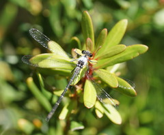 Austroargiolestes calcaris