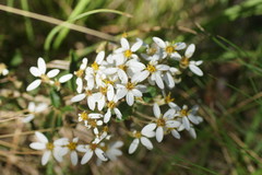 Olearia erubescens