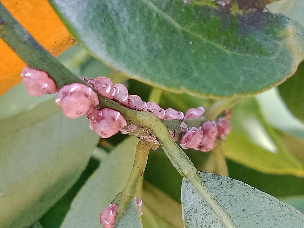 pink wax scale