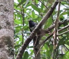 Trochocercus cyanomelas cyanomelas