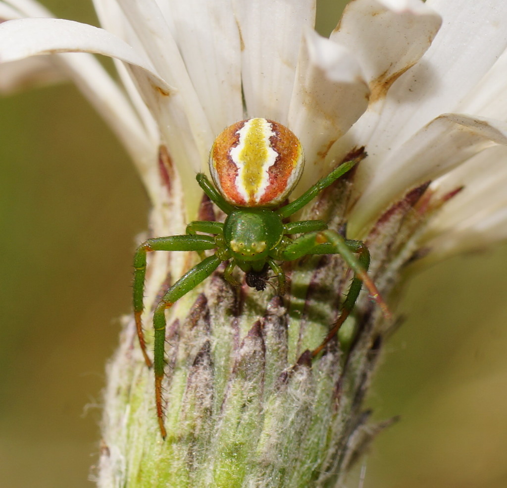 Australomisidia