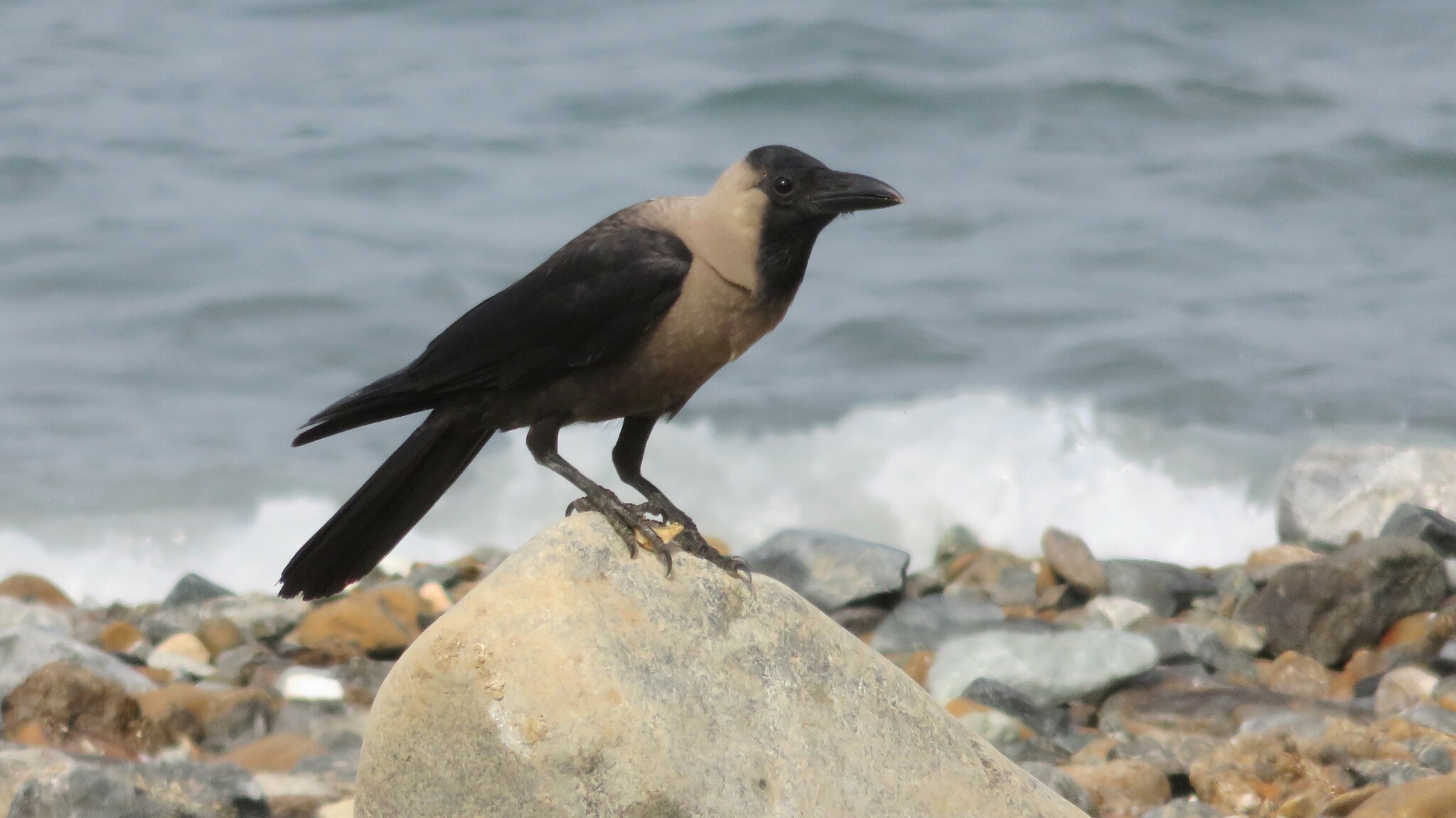 House Crow