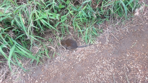 Indian Bush Rat
