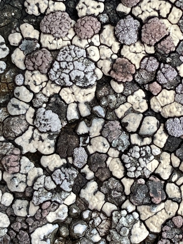 Elegant Cobble Lichen