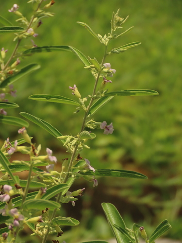 Helicteres angustifolia iNat (3)