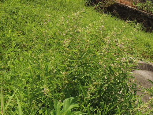 Image of Helicteres angustifolia by (c) chiuluan, some rights reserved (CC BY)