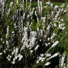 Epacris rhombifolia