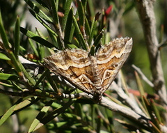 Melitulias graphicata