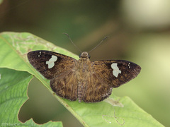 Celaenorrhinus asmara