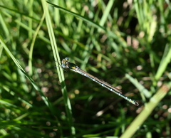 Austrolestes cingulatus