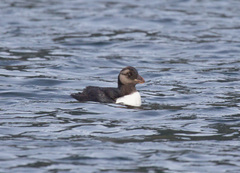 Fratercula corniculata