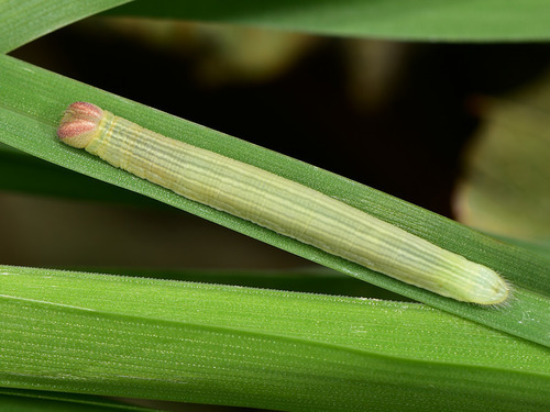 Pygmy Skipper