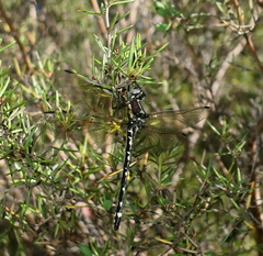 Eusynthemis brevistyla