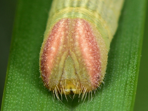 Pygmy Skipper