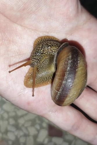 Nesiohelix caspari