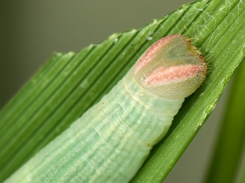 Pygmy Skipper