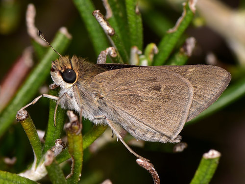 Pygmy Skipper