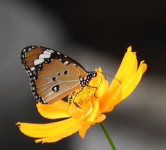 Danaus chrysippus