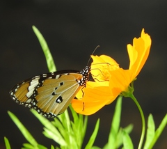 Danaus chrysippus