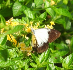 Belenois java