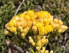 Senecio foeniculoides