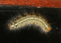 Stenoglene obtusa