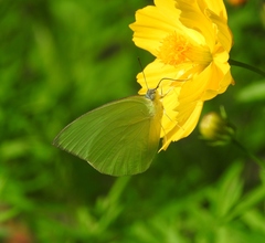 Catopsilia pomona