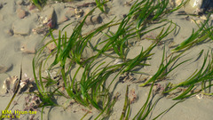 Zostera