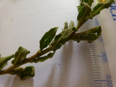 Oenothera indecora indecora