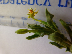 Oenothera indecora indecora