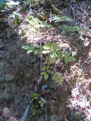 Pterophylla sylvicola