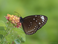 Euploea crameri