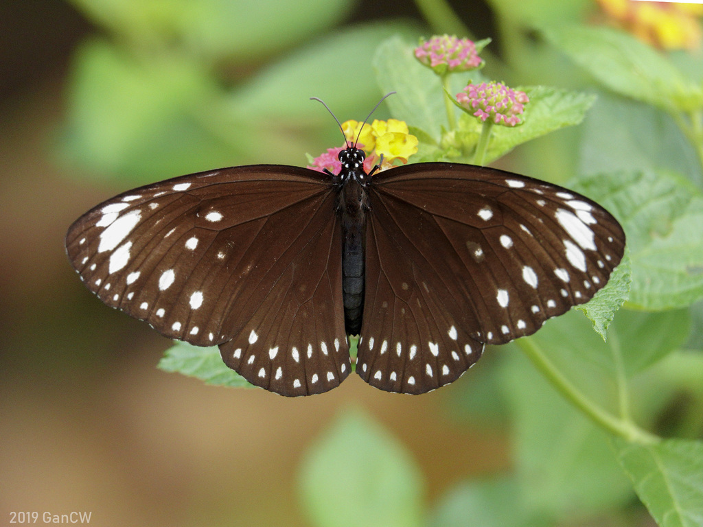 Spotted Black Crow Butterfly