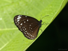 Euploea crameri