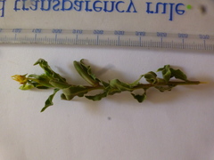 Oenothera indecora indecora