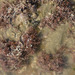 Corallina pilulifera - Photo (c) Kim, Hyun-tae, algunos derechos reservados (CC BY), subido por Kim, Hyun-tae