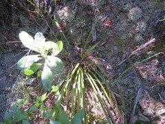 Dianella nigra