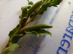 Oenothera indecora indecora