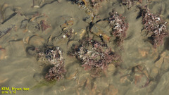 Corallina pilulifera