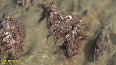 Corallina pilulifera