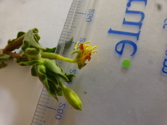 Oenothera indecora indecora