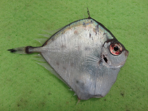 Oreo dory (Xenolepidichthys dalgleishi) — Grammicolepididae — 2
