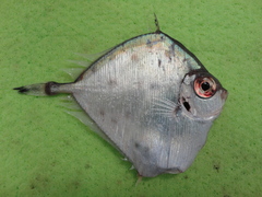 Xenolepidichthys dalgleishi